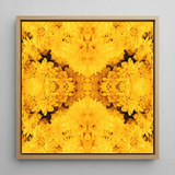 Gold Rush - Chrysanthemum Op Art Print / Canvas, Behold Gold Rush, Entrancing Floral Symphony, Trippy Chrysanthemum Art