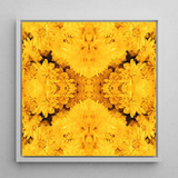Gold Rush - Chrysanthemum Op Art Print / Canvas Vibrant Yellow Floral Sleek White Frame Behold, Entrancing Symphony, Trippy Prints