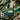 Green Mountains of Momoyugosa - Kamisaka Sekka Phone Case, Iphone, Muted Rhythm