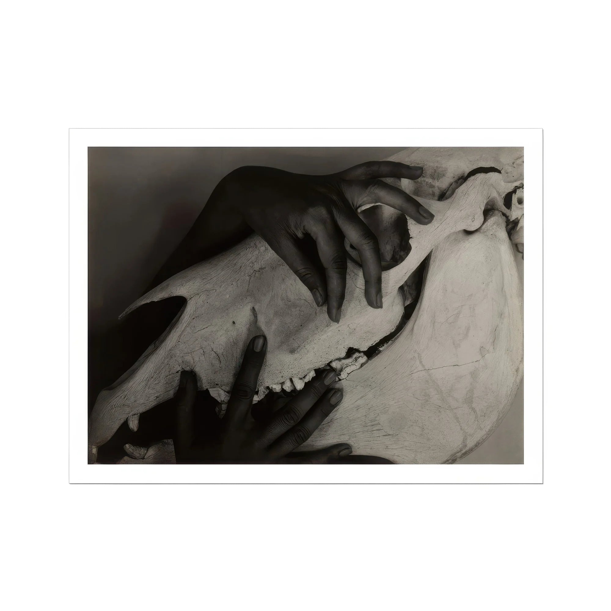 Hands and Horse Skull - Alfred Stieglitz Art Print, Animal Skull Hands Black White