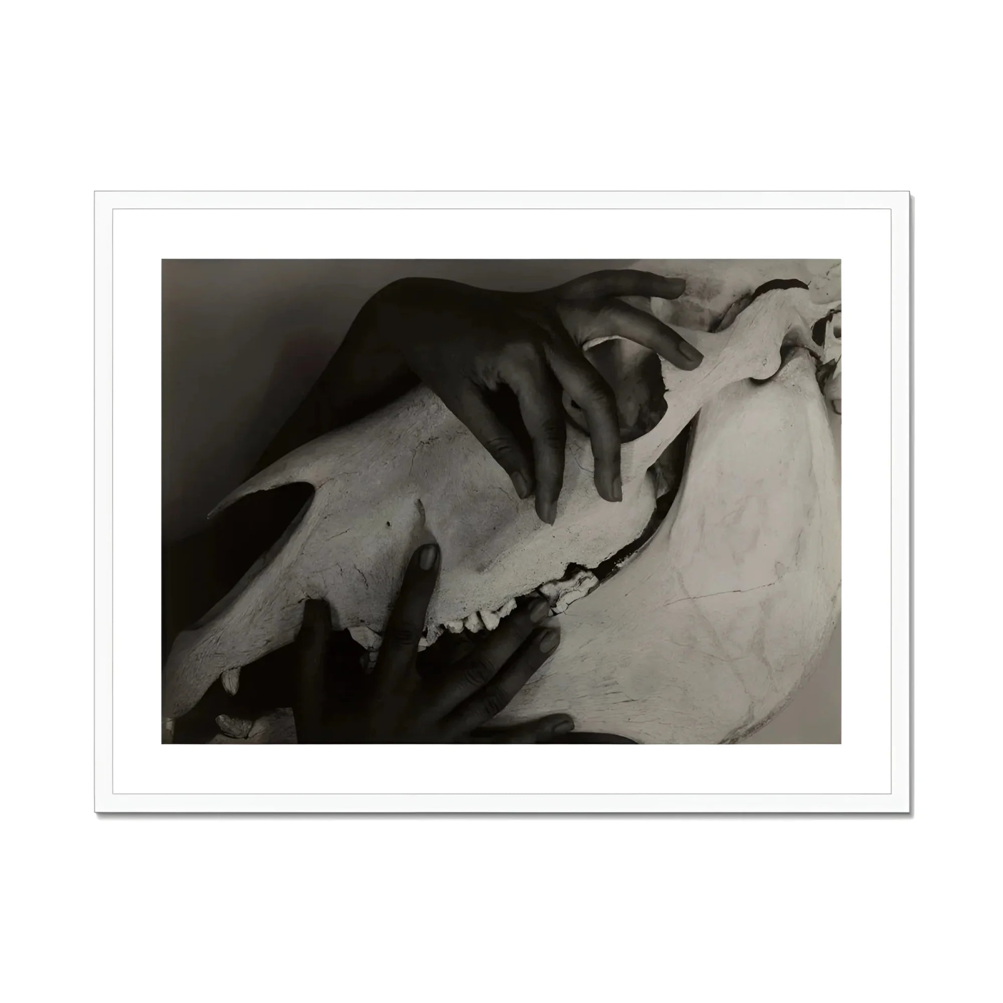 Hands and Horse Skull - Alfred Stieglitz Art Print, Black White Photograph Hands Delicately Fabric Cloth
