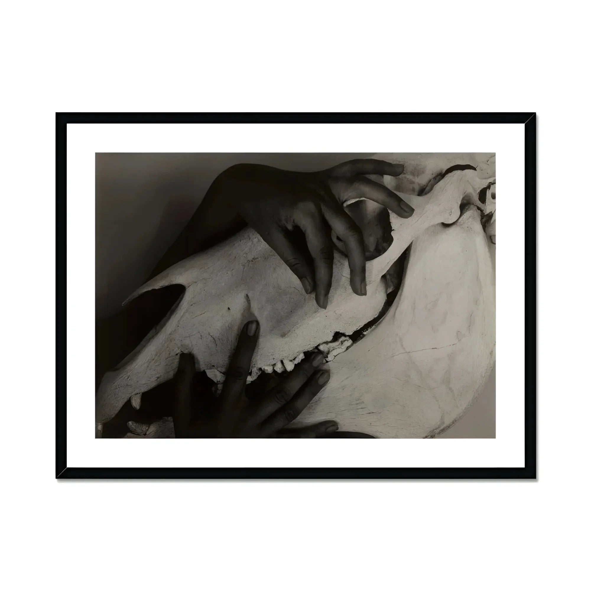 Hands and Horse Skull - Alfred Stieglitz Art Print, Black White Photograph Hands Fabric Cloth