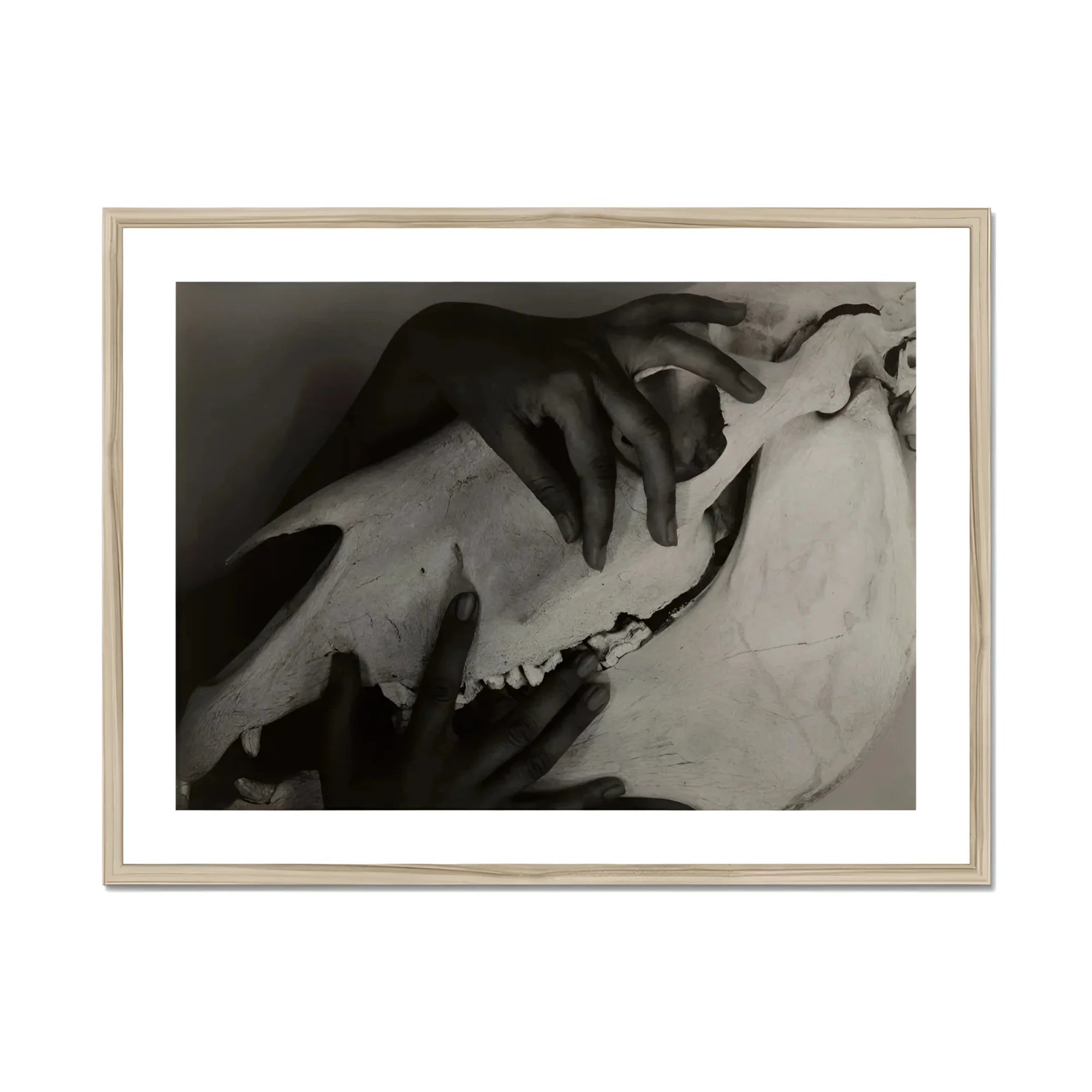 Hands and Horse Skull - Alfred Stieglitz Art Print, Black White Photograph Hands Fabric Cloth Dramatic Shadows
