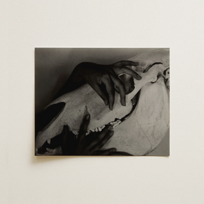 Hands and Horse Skull - Alfred Stieglitz Art Print / Canvas, 14x11’’ / 36x28cm / Unframed / no Border, Posters Prints & Visual Artwork,