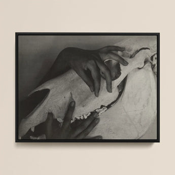 Hands and Horse Skull - Alfred Stieglitz Art Print / Canvas Black-framed Black-and-white Photograph Hands Gently Skull Alfred Stieglitz’s