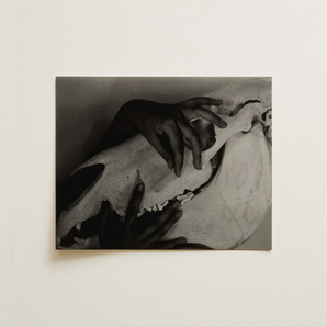 Hands and Horse Skull - Alfred Stieglitz Art Print / Canvas Black-and-white Photographic Print Hands Gently Skull Alfred Stieglitz’s