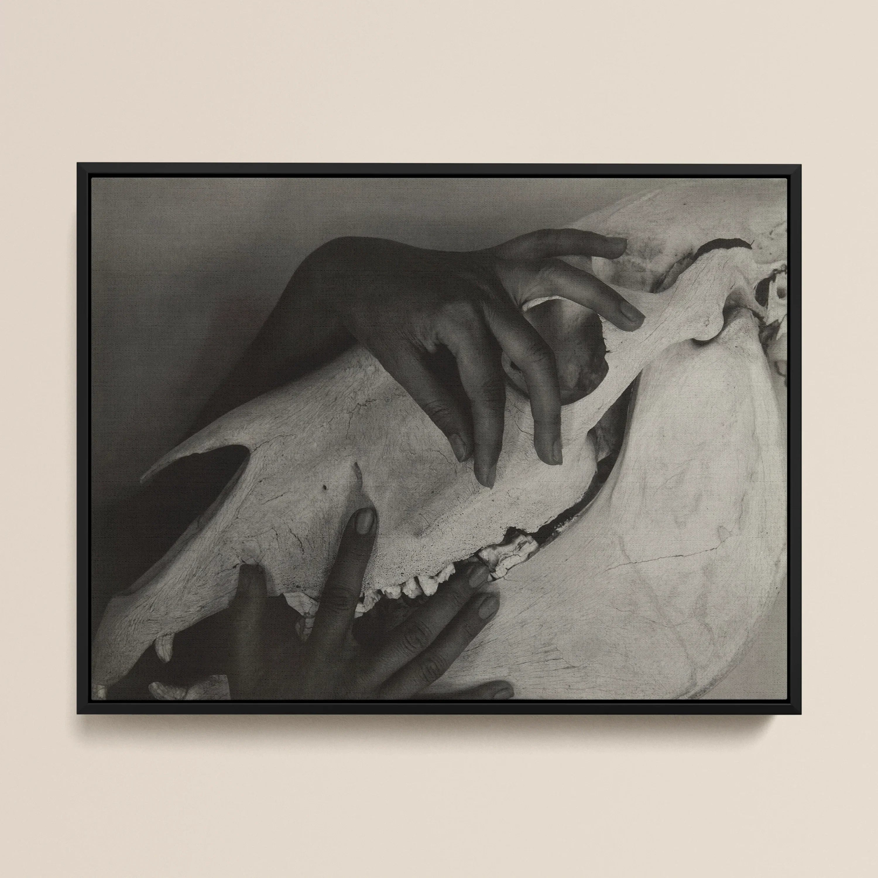 Hands and Horse Skull - Alfred Stieglitz Framed Canvas, Black White Photograph Hands Reminiscent Michelangelo’s