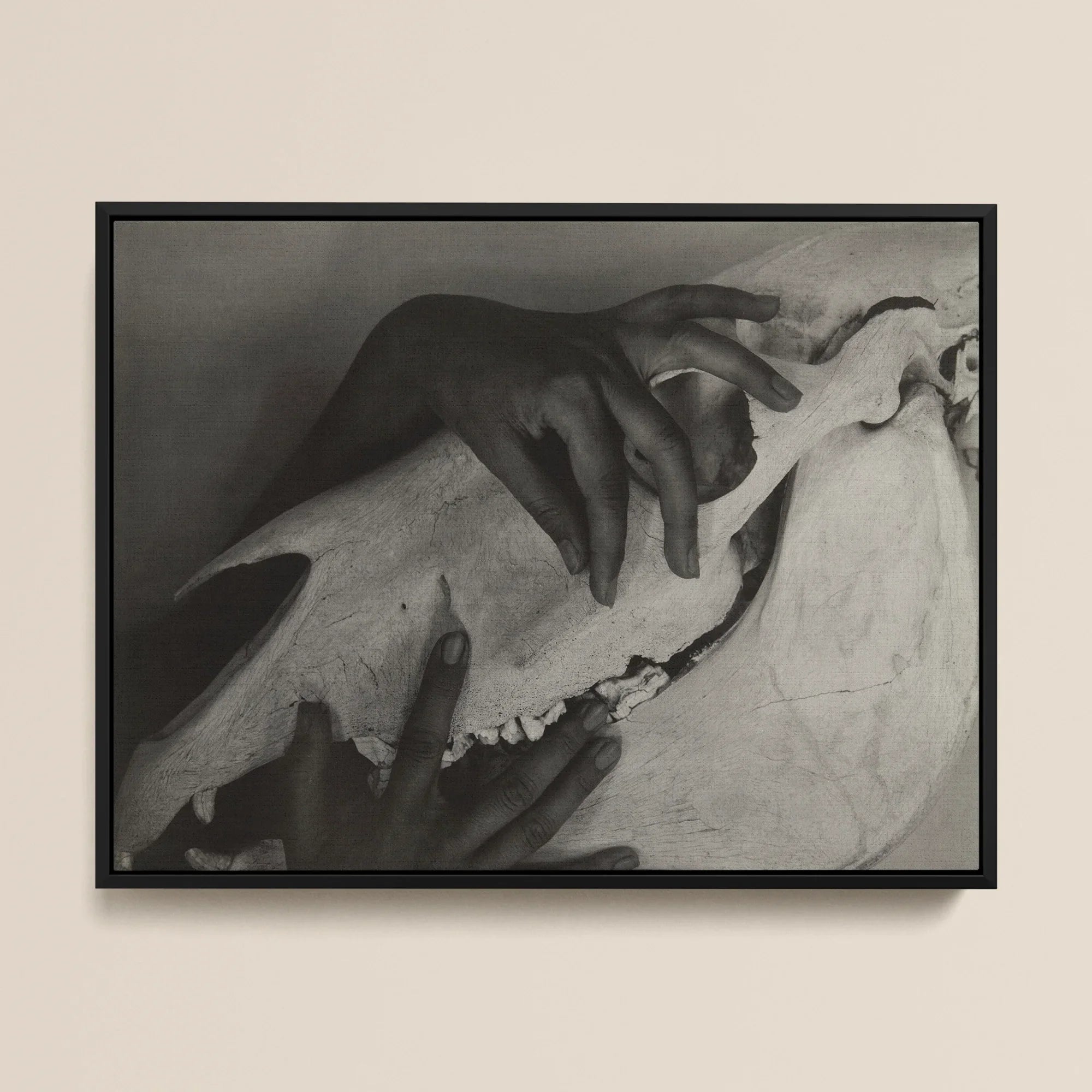 Hands and Horse Skull - Alfred Stieglitz Framed Canvas Posters Prints & Visual Artwork