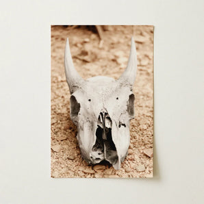 Horned Skull Art Print / Canvas Weathered Off-white Animal Prominent Horns Rests Bed, Bleached Bone Rises, Ancient Questions Left Prints