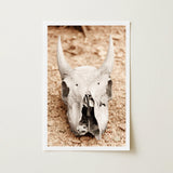 Horned Skull Art Print / Canvas Framed Photograph Weathered Off-white Animal Prominent Horns, Bleached Bone Rises, Ancient Questions Left