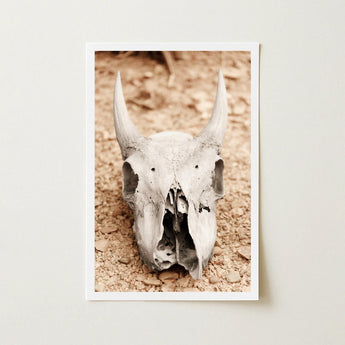 Horned Skull Art Print / Canvas Framed Photograph Weathered Off-white Animal Prominent Horns, Bleached Bone Rises, Ancient Questions Left