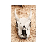 Horned Skull Art Print, Weathered Animal Skull Prominent Horns
