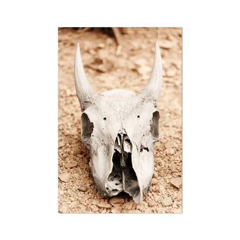 Horned Skull Art Print, Weathered Animal Skull Prominent Horns