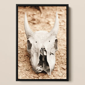 Horned Skull Framed Canvas, 12x18’’ / 31x46cm / Black Floating Frame, Weathered Animal Skull Horns