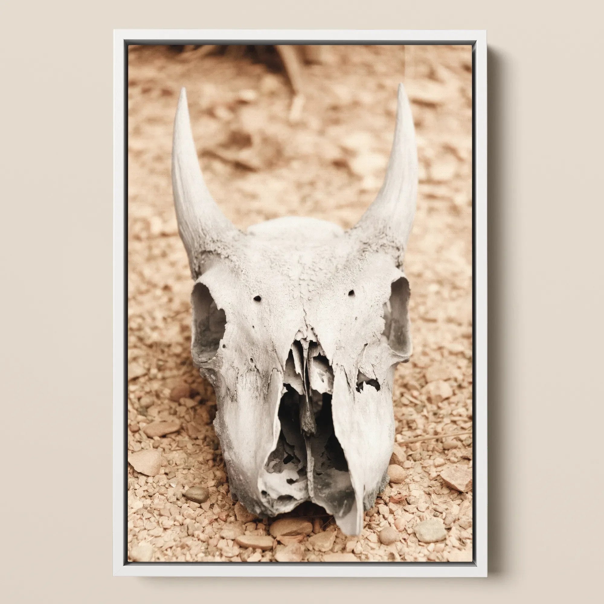 Horned Skull Framed Canvas, 12x18’’ / 31x46cm / White Floating Frame, Weathered Animal Skull Prominent Horns