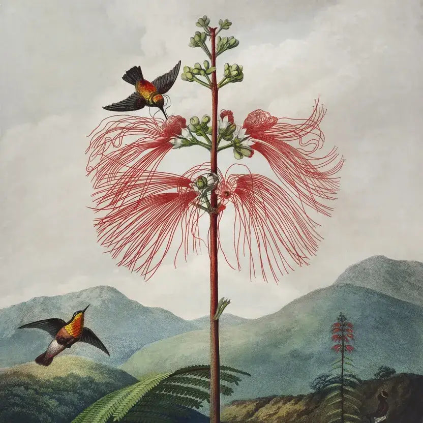 Die Kunst und (einige) Wissenschaft von Robert John Thorntons Botanicals