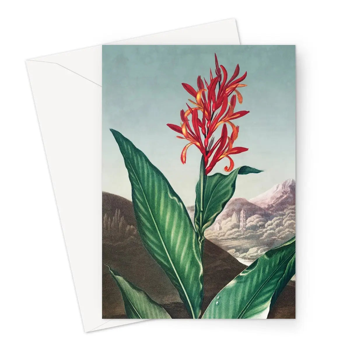 Indian Reed - Robert John Thornton Canna Indica Greeting Card - A5 Portrait / 1 Card - Greeting & Note Cards