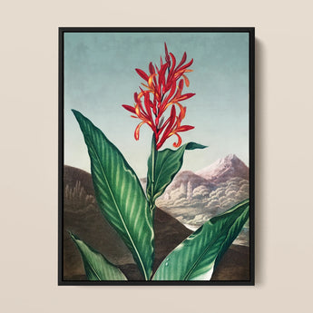 Indian Reed - Robert John Thornton Floral Art Print / Canvas, 12x16’’ / 31x41cm / Black Frame, Posters Prints & Visual Artwork, Toby Leon
