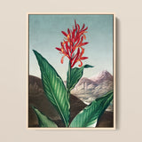 Indian Reed - Robert John Thornton Floral Art Print / Canvas, 12x16’’ / 31x41cm / Natural Frame, Posters Prints & Visual Artwork, Toby Leon
