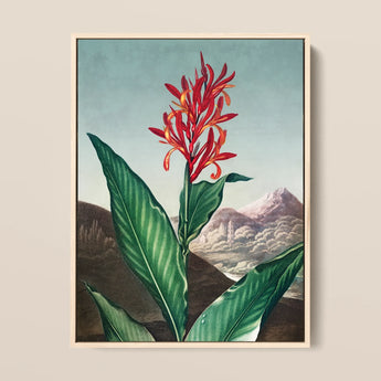 Indian Reed - Robert John Thornton Floral Art Print / Canvas, 12x16’’ / 31x41cm / Natural Frame, Posters Prints & Visual Artwork, Toby Leon