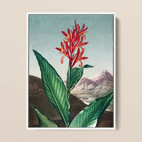 Indian Reed - Robert John Thornton Floral Art Print / Canvas, 12x16’’ / 31x41cm / White Frame, Posters Prints & Visual Artwork, Toby Leon