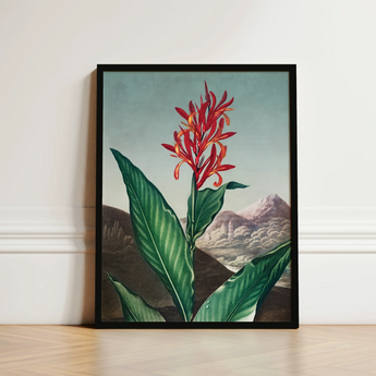 Indian Reed - Robert John Thornton Floral Art Print / Canvas Framed Botanical Illustration Vibrant Red Orange Flower Green,