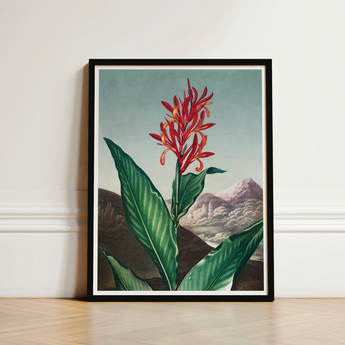 Indian Reed - Robert John Thornton Floral Art Print / Canvas Framed Botanical Illustration Vibrant Red Orange Flower Lush,