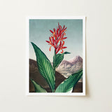 Indian Reed - Robert John Thornton Floral Art Print / Canvas Framed Botanical Illustration Vibrant Red Orange Flower, Chlorophyll-fueled