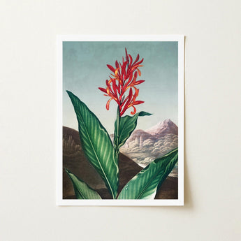 Indian Reed - Robert John Thornton Floral Art Print / Canvas Framed Botanical Illustration Vibrant Red Orange Flower, Chlorophyll-fueled