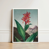Indian Reed - Robert John Thornton Floral Art Print / Canvas Framed Botanical Illustration Vibrant Red Orange Flower Green,