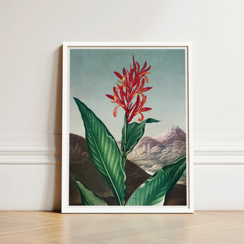 Indian Reed - Robert John Thornton Floral Art Print / Canvas Framed Botanical Illustration Vibrant Red Orange Flower Long,