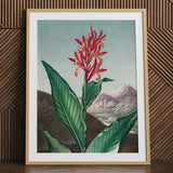 Indian Reed - Robert John Thornton Floral Art Print / Canvas, 24x32’’ / 61x81cm / Natural Frame / Matboard, Posters Prints & Visual