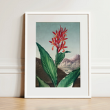 Indian Reed - Robert John Thornton Floral Art Print / Canvas, 12x16’’ / 31x41cm / White Frame / Matboard, Posters Prints & Visual Artwork,