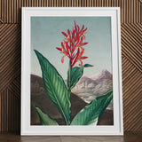Indian Reed - Robert John Thornton Floral Art Print / Canvas, 24x32’’ / 61x81cm / White Frame / Matboard, Posters Prints & Visual Artwork,