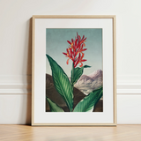 Indian Reed - Robert John Thornton Floral Art Print / Canvas, 12x16’’ / 31x41cm / Natural Frame / Matboard, Posters Prints & Visual