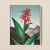 Indian Reed - Robert John Thornton Floral Art Print / Canvas Framed Botanical Illustration Vibrant Red Orange Flower Long Robert John