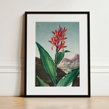 Indian Reed - Robert John Thornton Floral Art Print / Canvas Framed Botanical Illustration Vibrant Red Orange Flower Lush Robert John