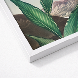 Indian Reed - Robert John Thornton Floral Art Print / Canvas White-framed Botanical Vibrant Green Leaves Detailed Backdrop,