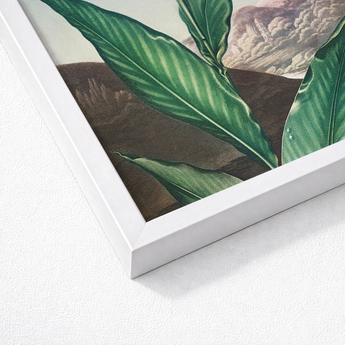 Indian Reed - Robert John Thornton Floral Art Print / Canvas White-framed Botanical Vibrant Green Leaves Detailed Backdrop,