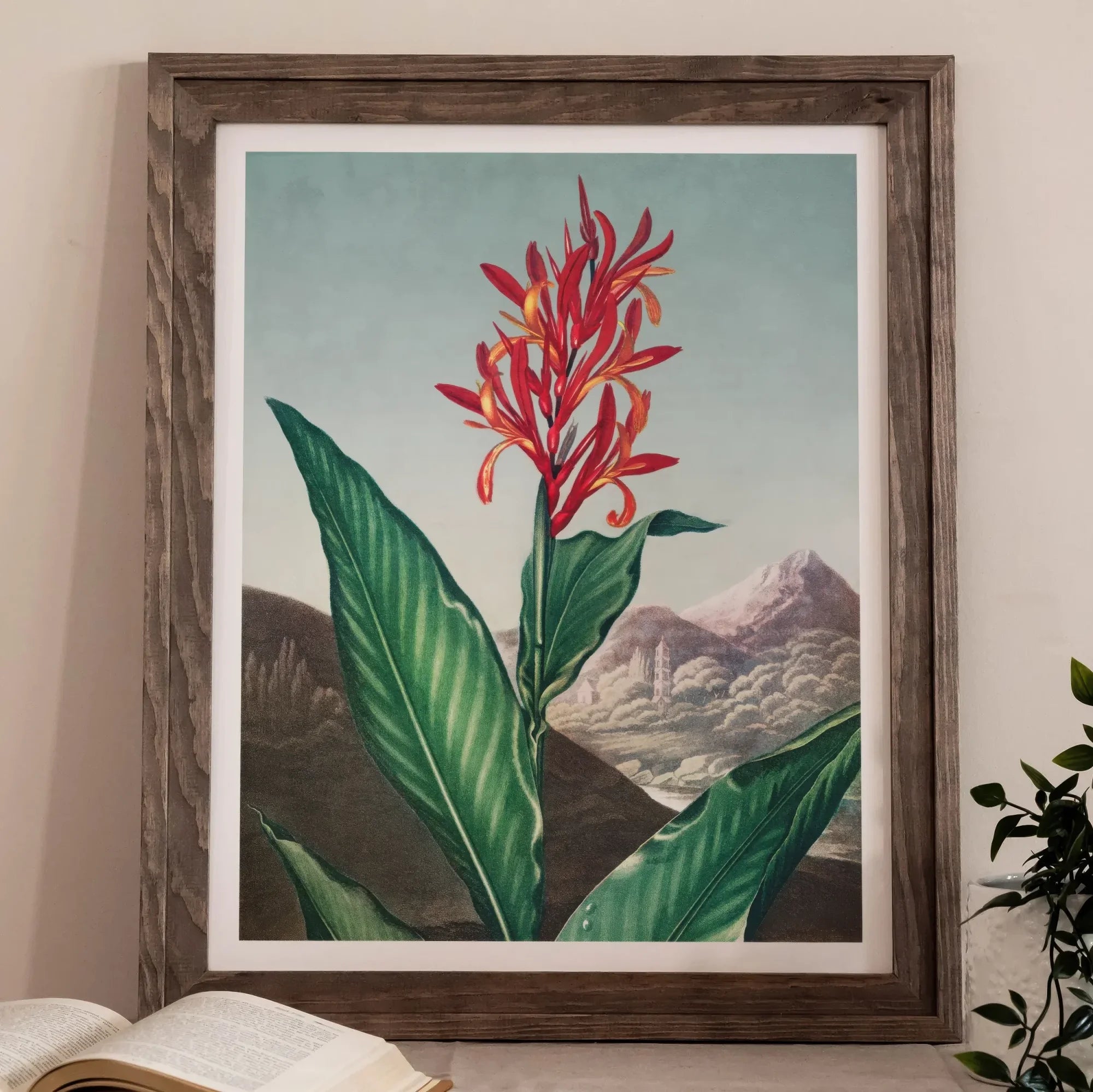 Indian Reed - Robert John Thornton Floral Art Print, Framed Botanical Painting Red Canna Lily Green Leaves
