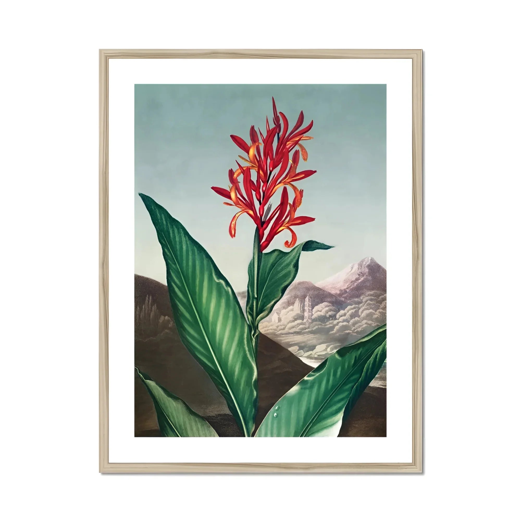 Indian Reed - Robert John Thornton Floral Art Print, Red Canna Lily Vibrant Green Leaves