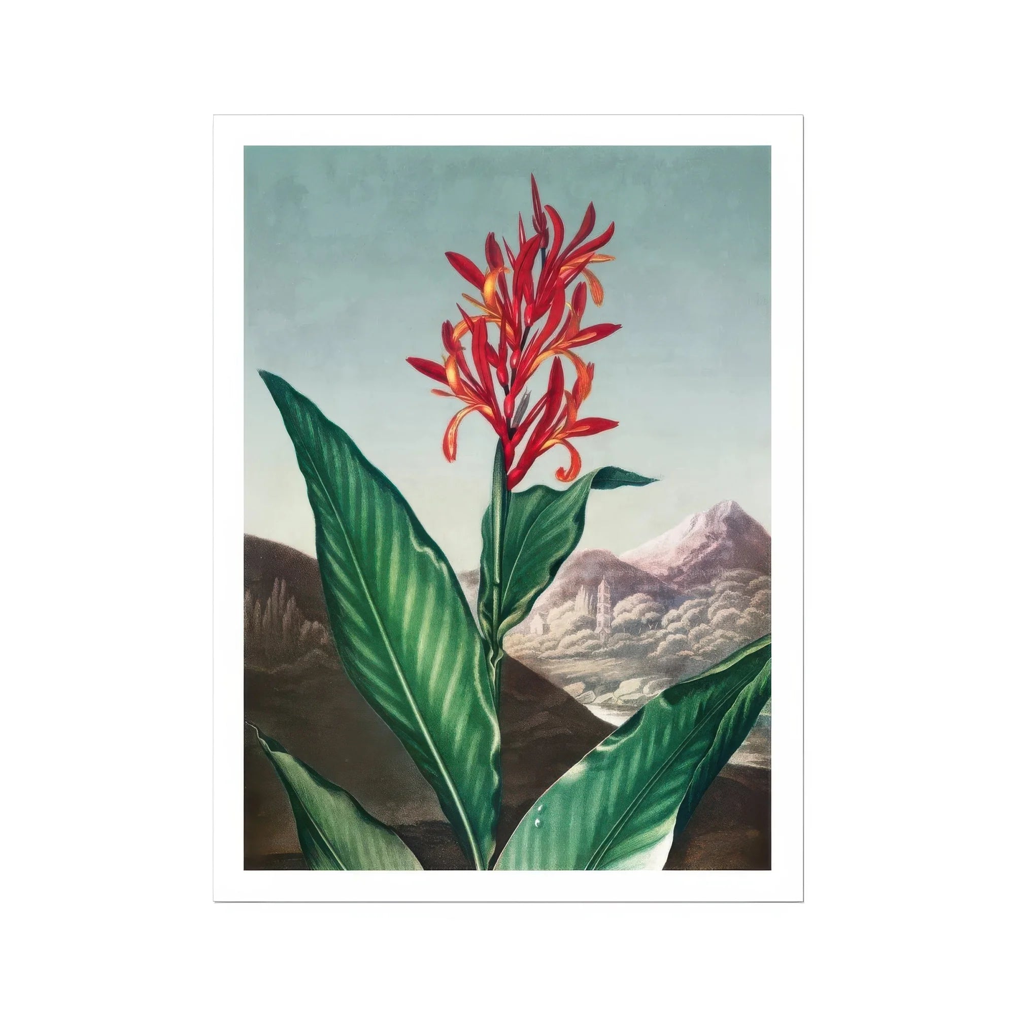 Indian Reed - Robert John Thornton Floral Art Print, Red Canna Plant Green Leaves