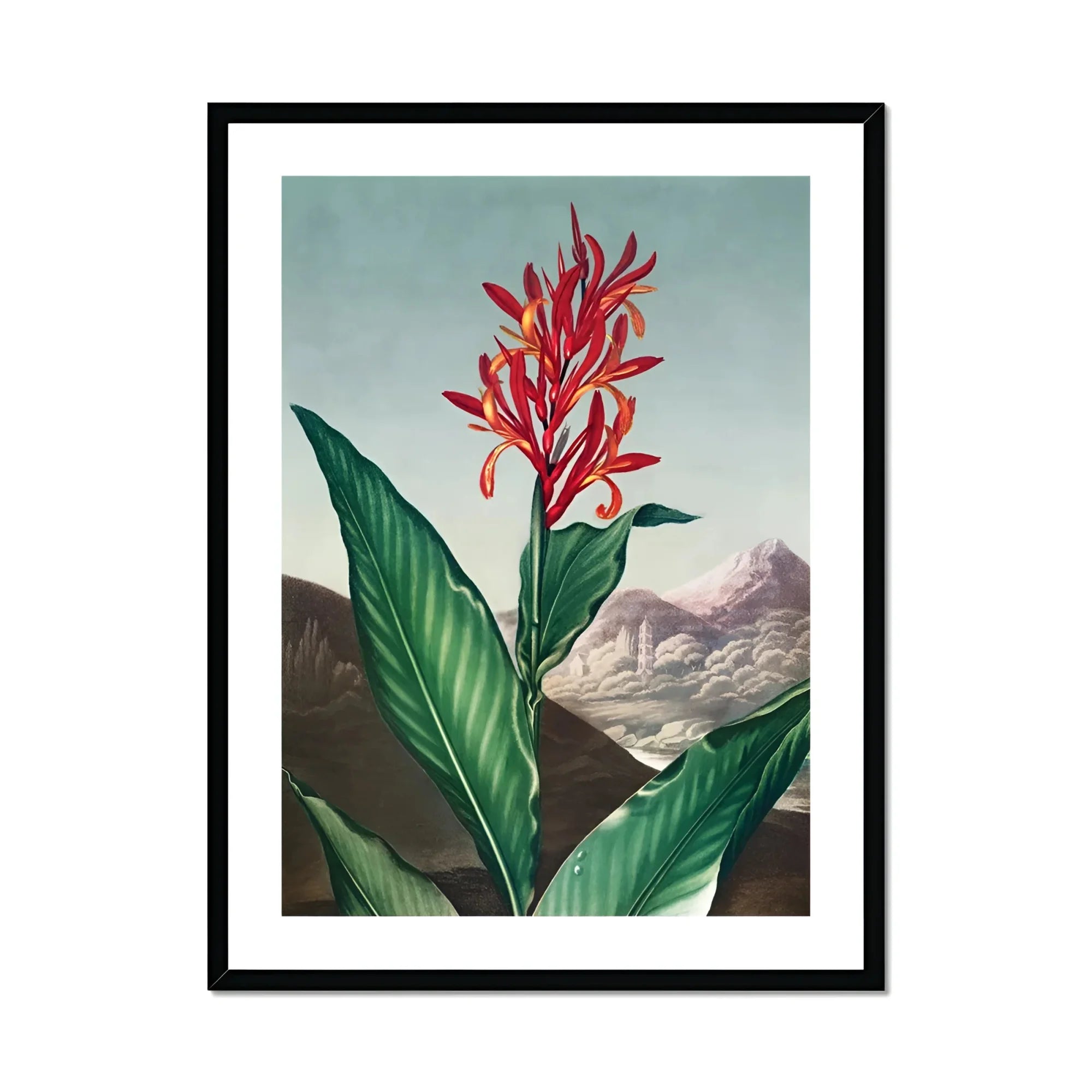Indian Reed - Robert John Thornton Floral Art Print, Red Canna Plant Vibrant Green Leaves