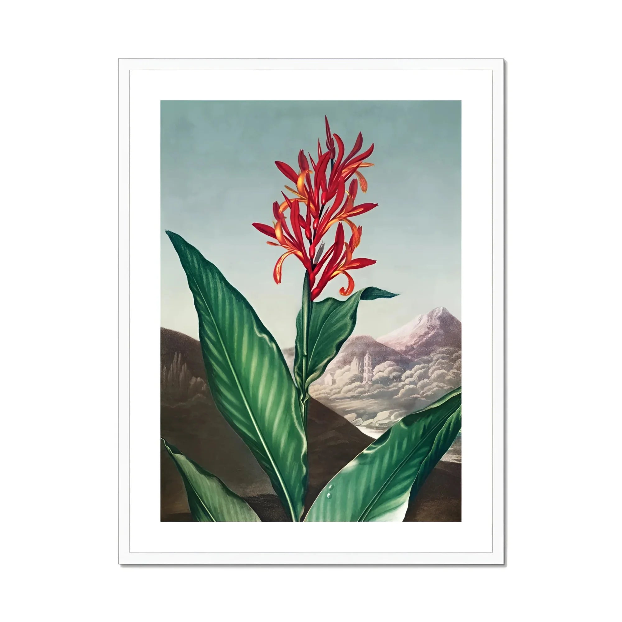 Indian Reed - Robert John Thornton Floral Art Print, Vibrant Red Canna Lily Broad Green Leaves