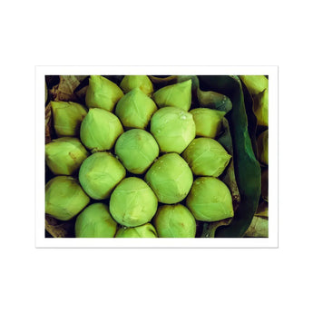 Ingenues - Emerald Green Lotus Bud Art Print / Canvas Fresh Green Coconuts Arranged Rows Emerald Lotus, Verdant Vortex, Lotus Bud