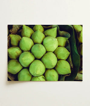 Vibrant Green Lotus Seed Pod Photo Print Emerald, Verdant Vortex, Bud