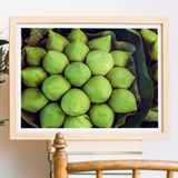 Ingenues - Emerald Green Lotus Bud Art Print, Fresh Green Coconuts Arranged Neat Circular Pattern