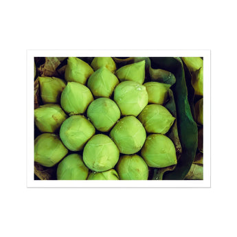 Ingenues - Emerald Green Lotus Bud Art Print, Fresh Green Coconuts Arranged Rows