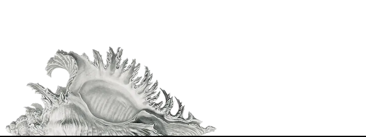 Intricate seashell sculpture showcasing a unique modern art-inspired iPhone case design