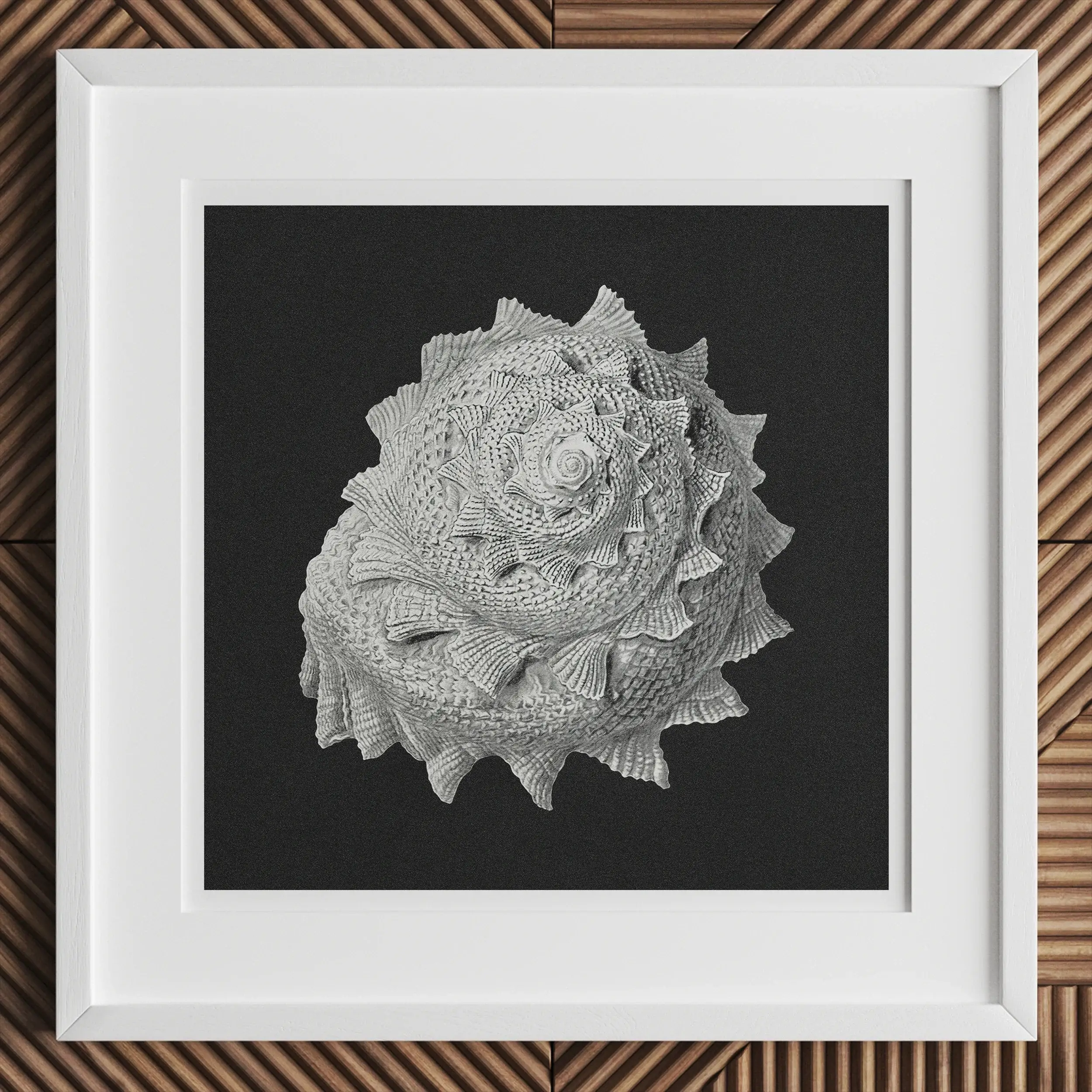 Star Shell - Ernst Haeckel Ocean Life Illustration Art Print Posters Prints & Visual Artwork